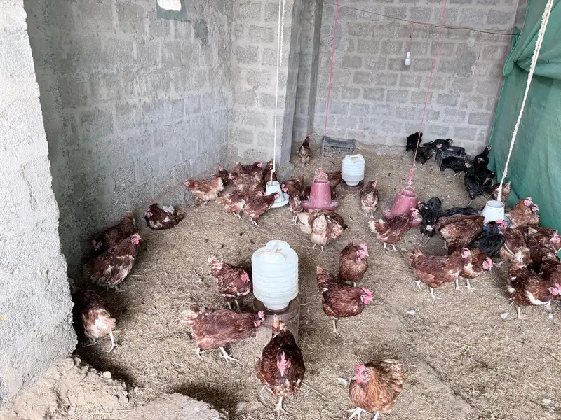 Australorp RIR Lohmann Brown — photo 5