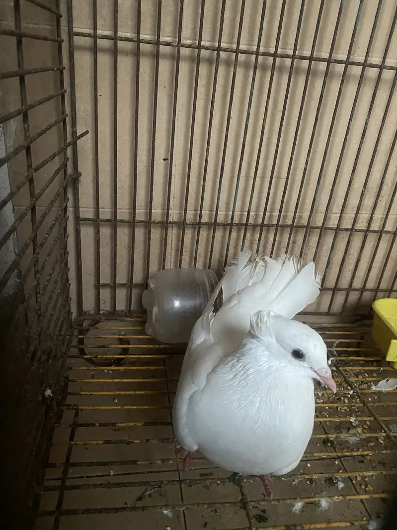 Fancy piegeon available for sale contact 0/3/0/0/3/6/4/5/0/2/0 — photo 3