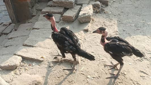 All chicks for sale