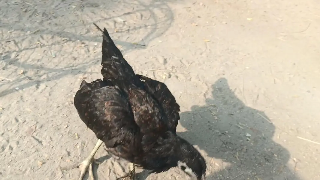 All chicks for sale — photo 2