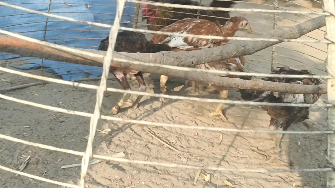 All chicks for sale — photo 3