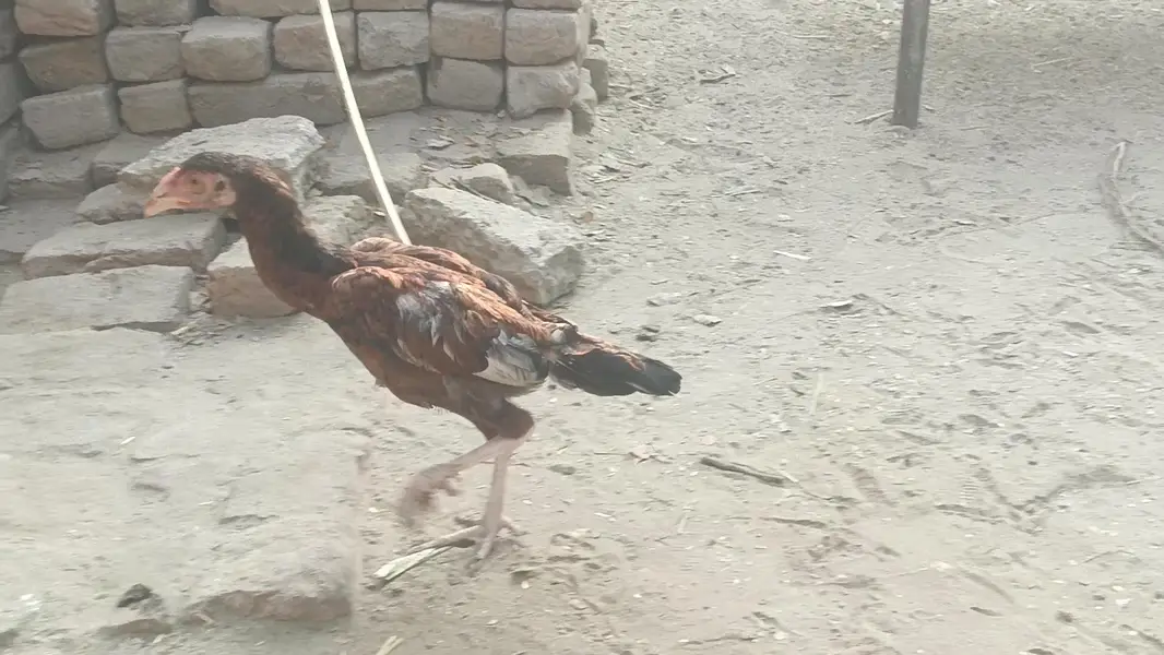 All chicks for sale — photo 4