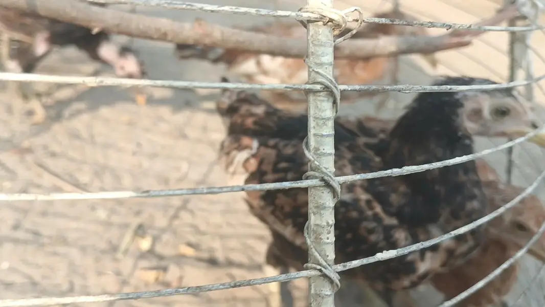 All chicks for sale — photo 8