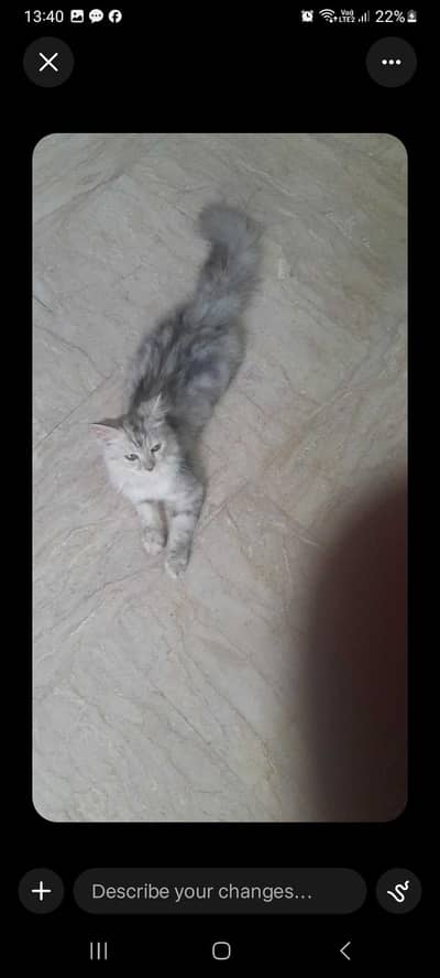 persian tripple colur
