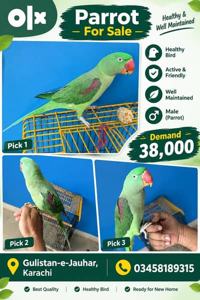 Green Alexandrine Parrot for Sale | Female Parrot | Karachi 38k Demand