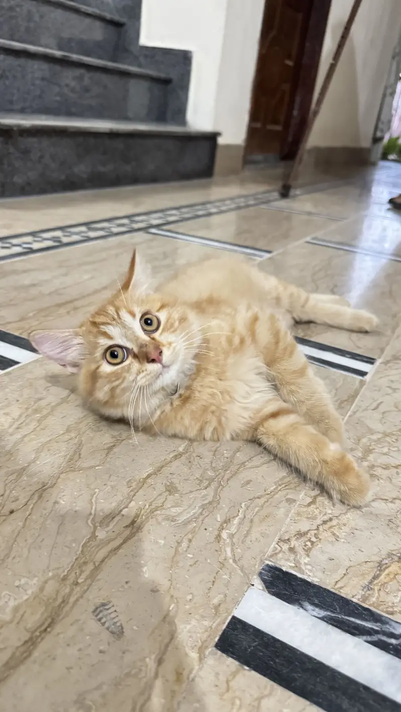 Lucyyy. . adorable and loving cat looking for a forever home! — photo 2