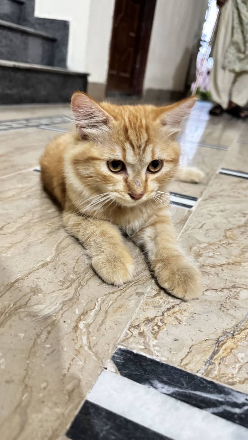 Lucyyy. . adorable and loving cat looking for a forever home! 3