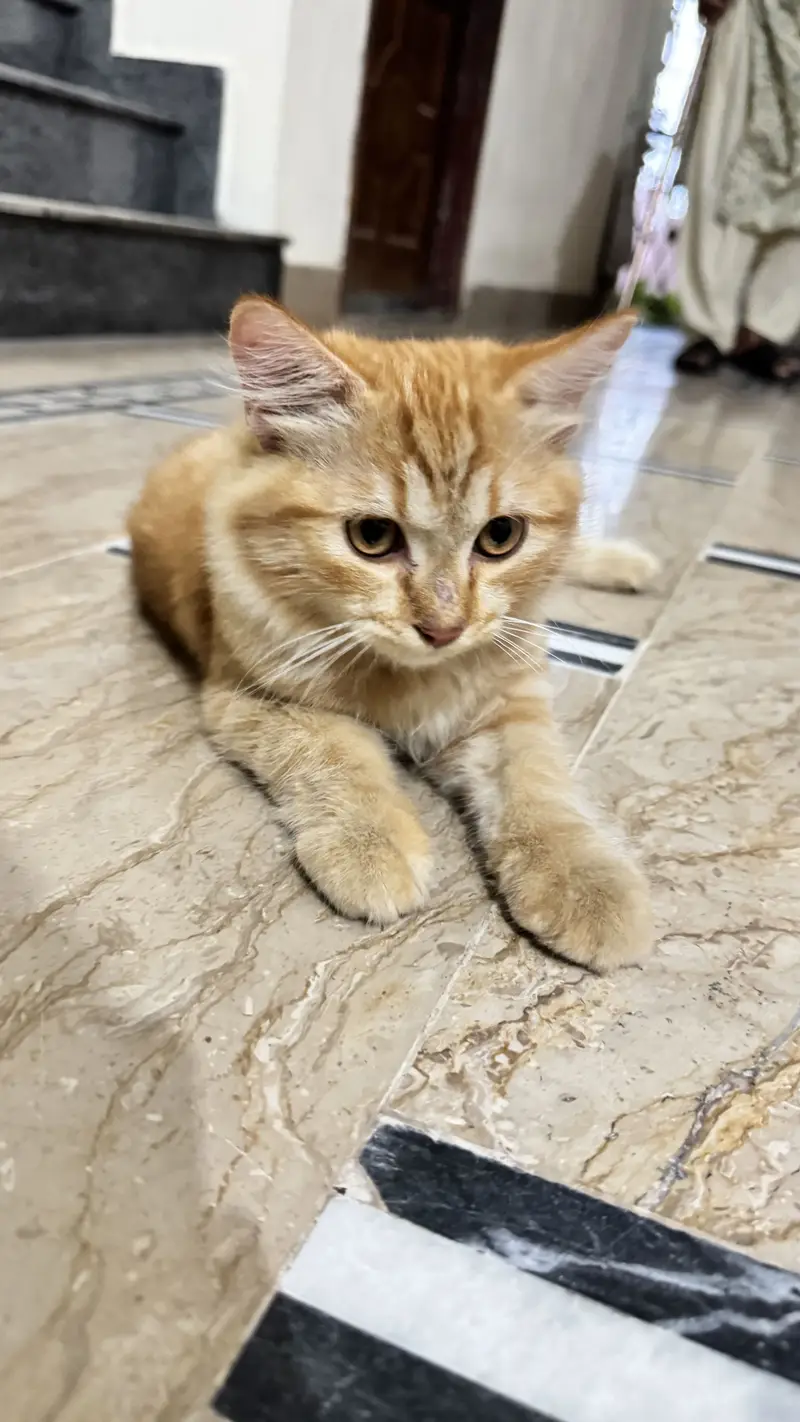 Lucyyy. . adorable and loving cat looking for a forever home! — photo 4
