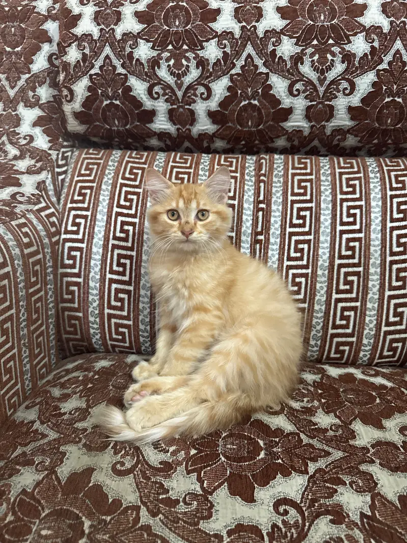 Lucyyy. . adorable and loving cat looking for a forever home! — photo 5