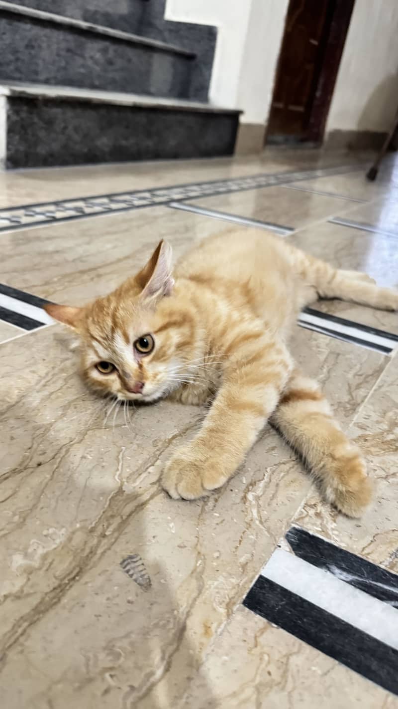 Lucyyy. . adorable and loving cat looking for a forever home! 5