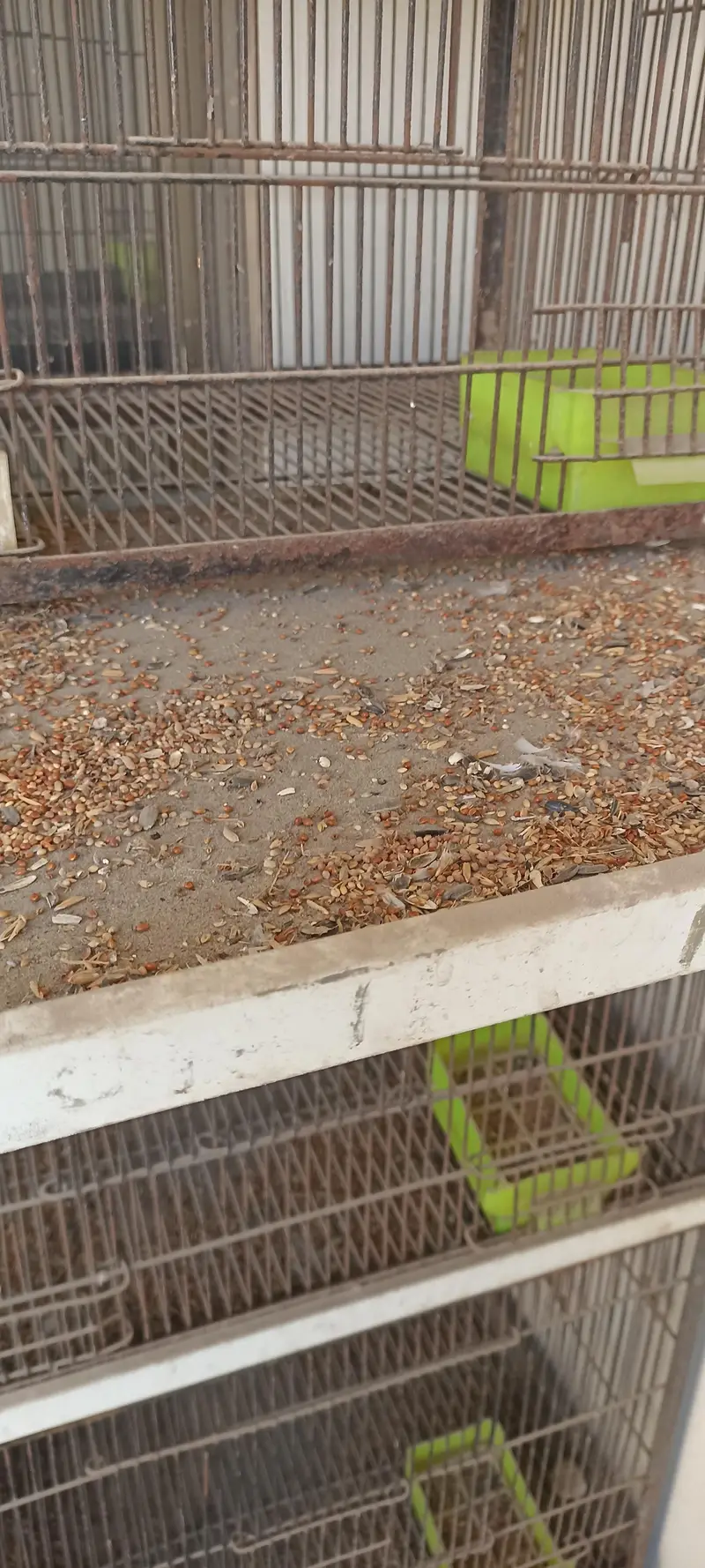 birds cage — photo 3