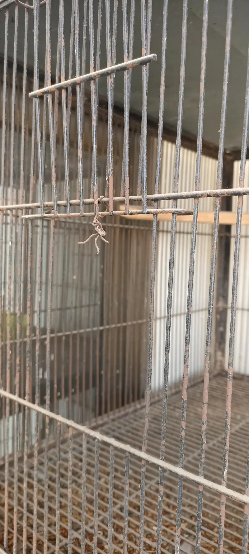birds cage — photo 5