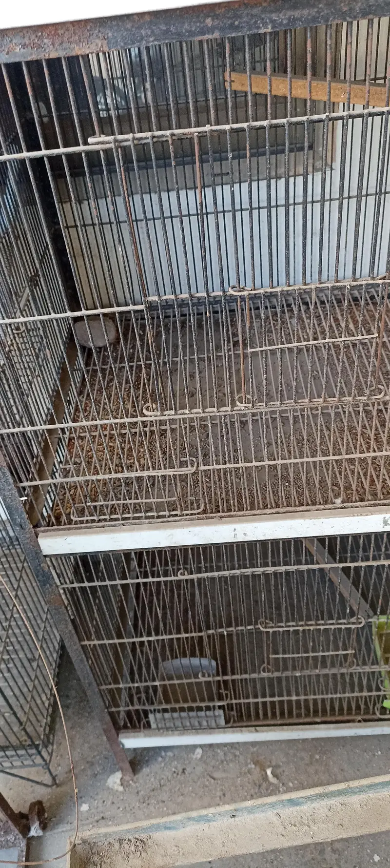 birds cage — photo 6