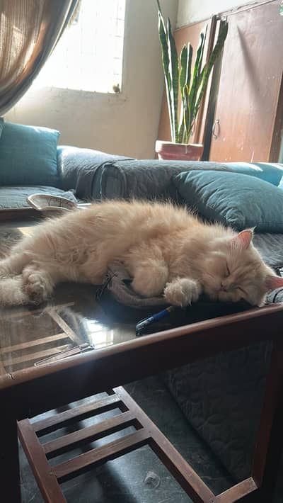Reward of 15k FOR FINDING CAT.