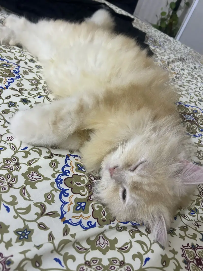 Reward of 15k FOR FINDING CAT. — photo 2