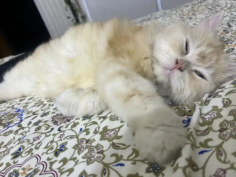 Reward of 15k FOR FINDING CAT. — photo 3