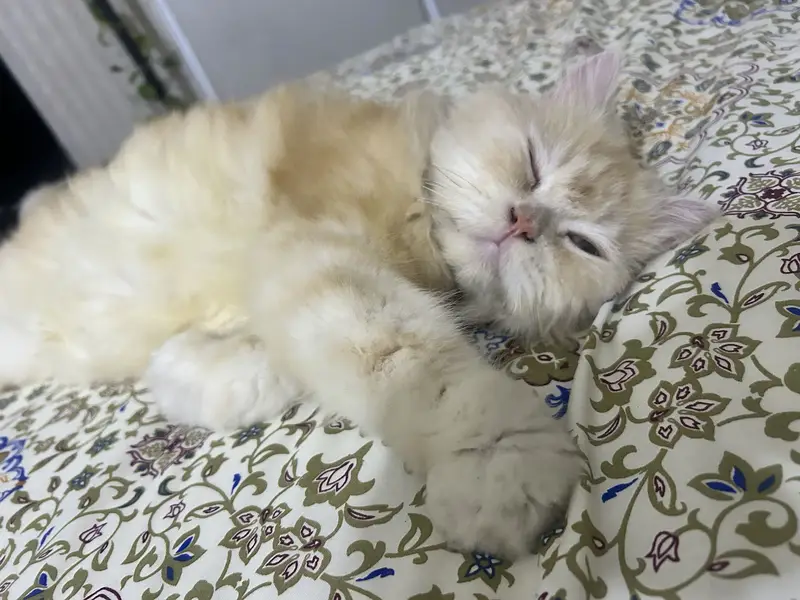 Reward of 15k FOR FINDING CAT. — photo 4