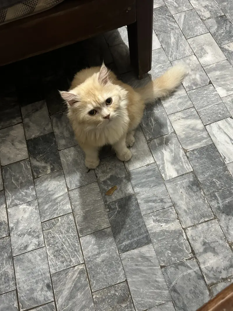 Reward of 15k FOR FINDING CAT. — photo 5