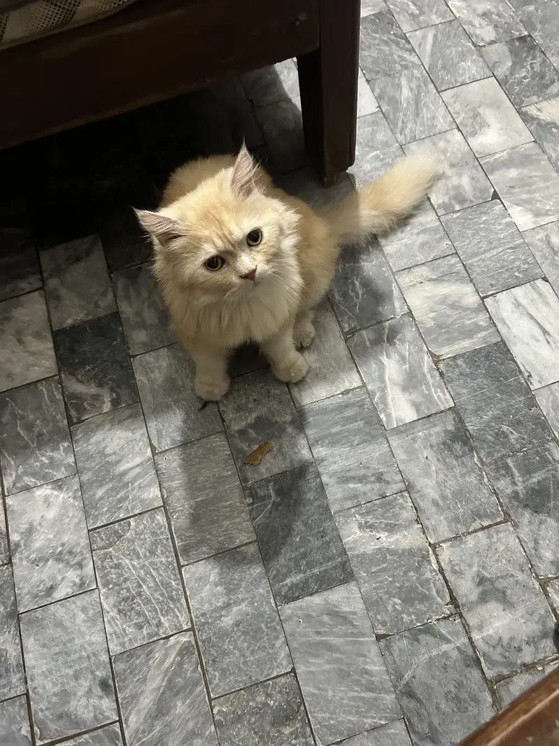 Reward of 15k FOR FINDING CAT. — photo 6