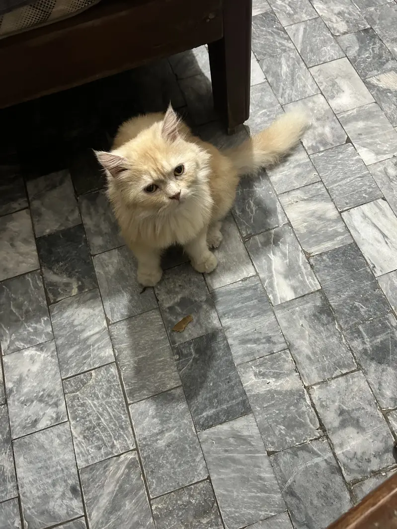Reward of 15k FOR FINDING CAT. — photo 7