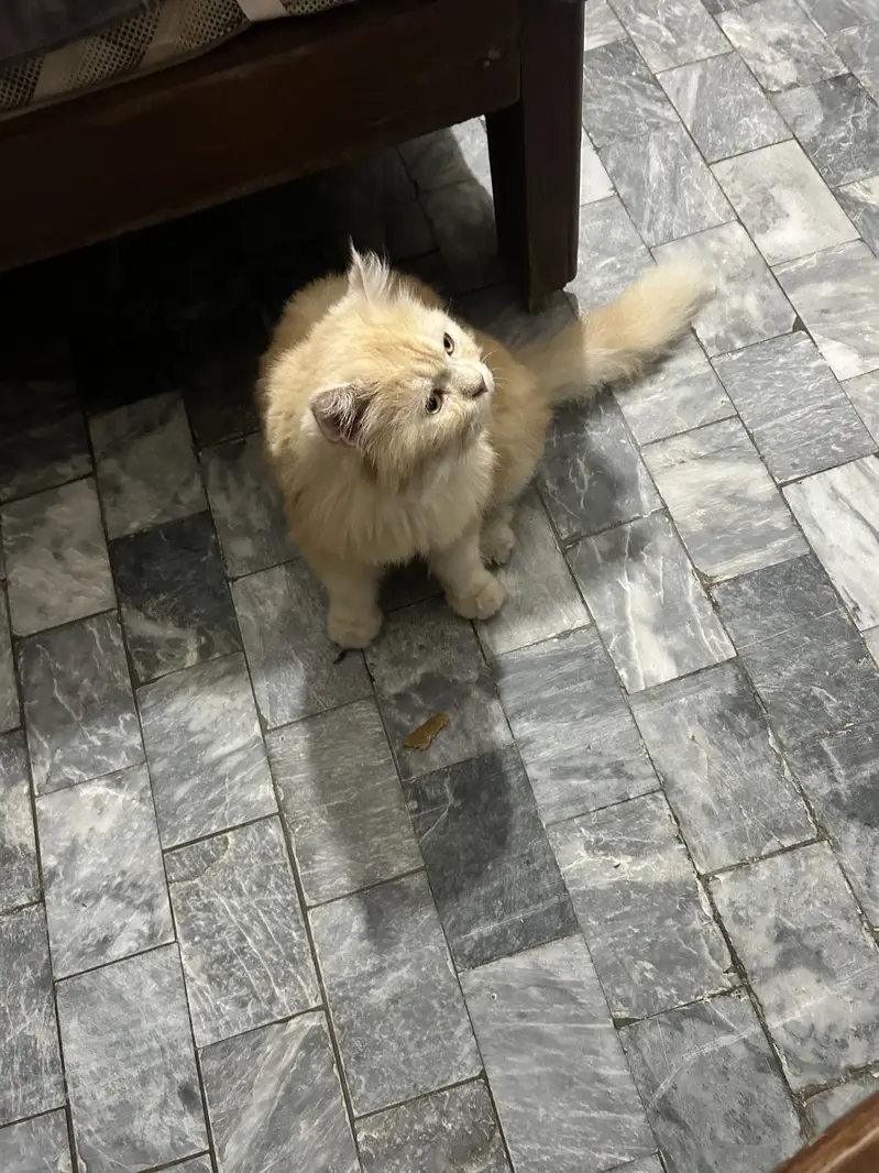 Reward of 15k FOR FINDING CAT. — photo 8