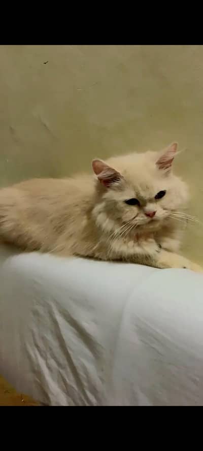 Persain female for sale