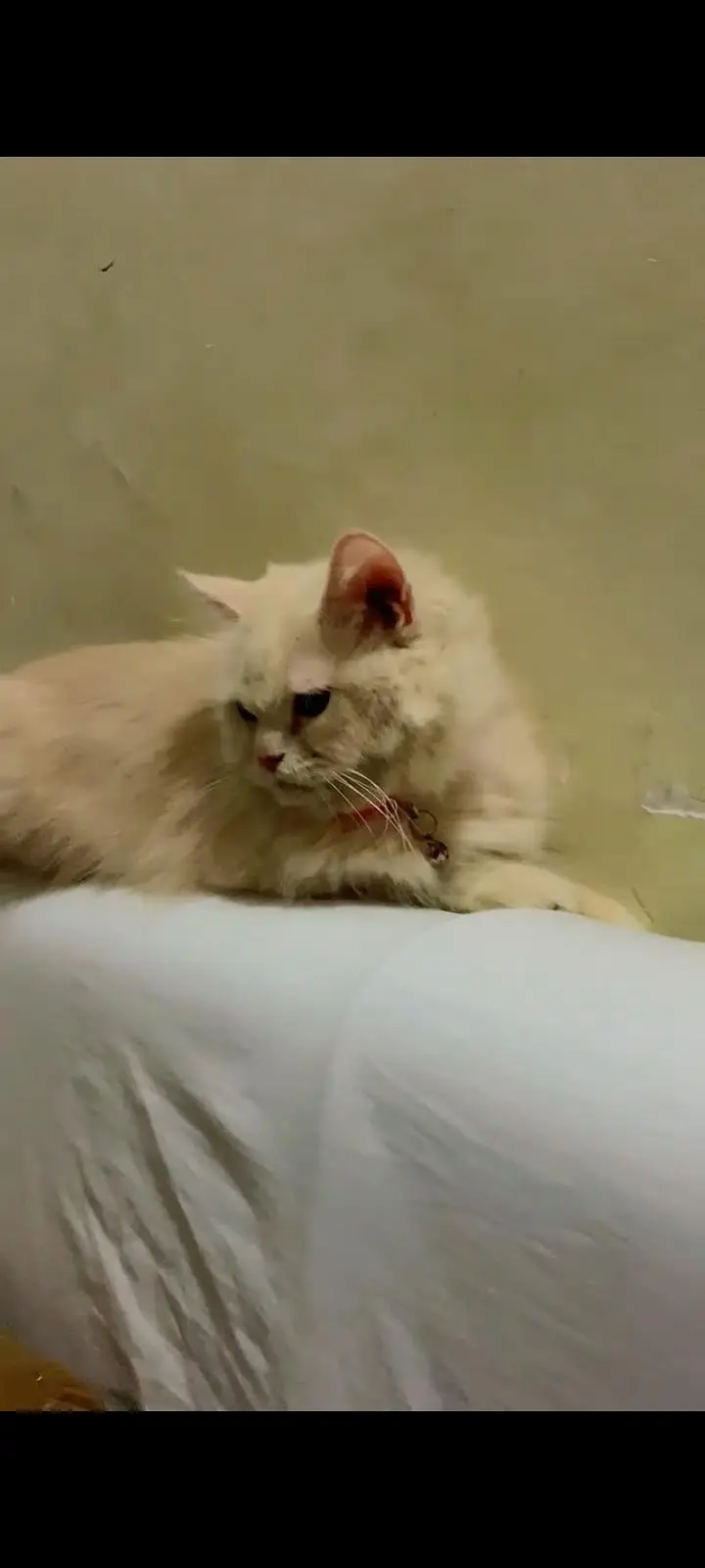 Persain female for sale — photo 2