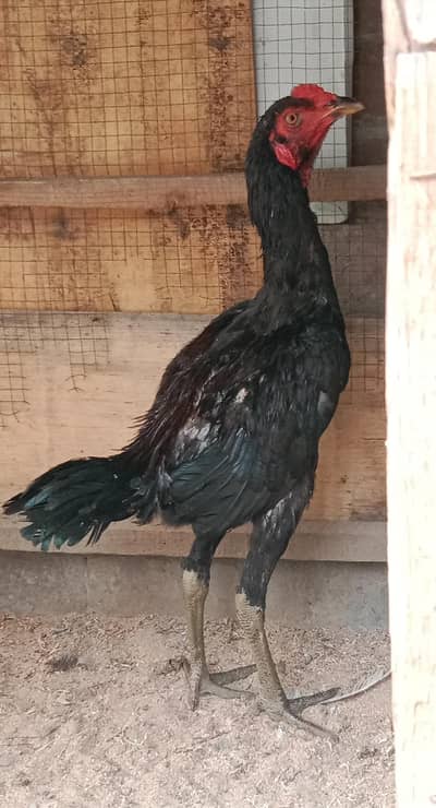 Thai Aseel breed