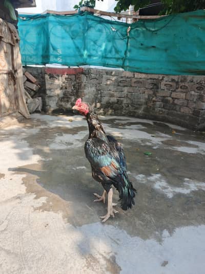mianwali aseel for sale