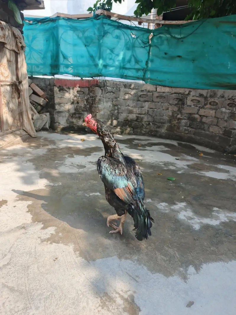 mianwali aseel for sale — photo 2