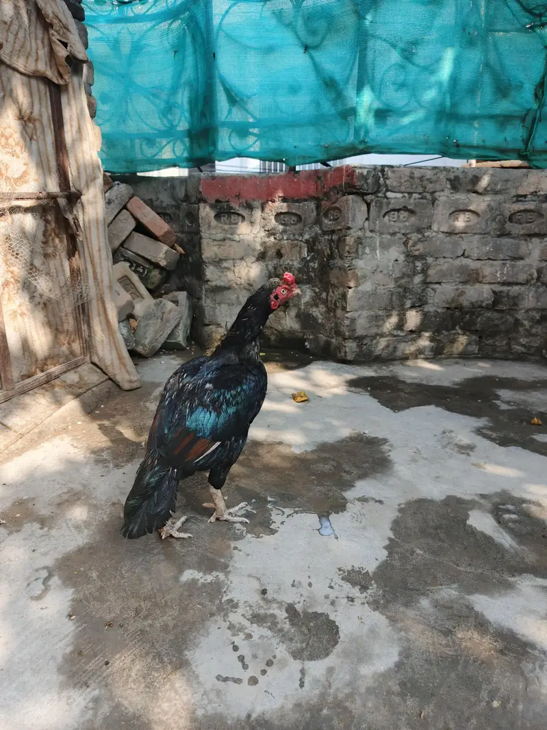 mianwali aseel for sale — photo 3