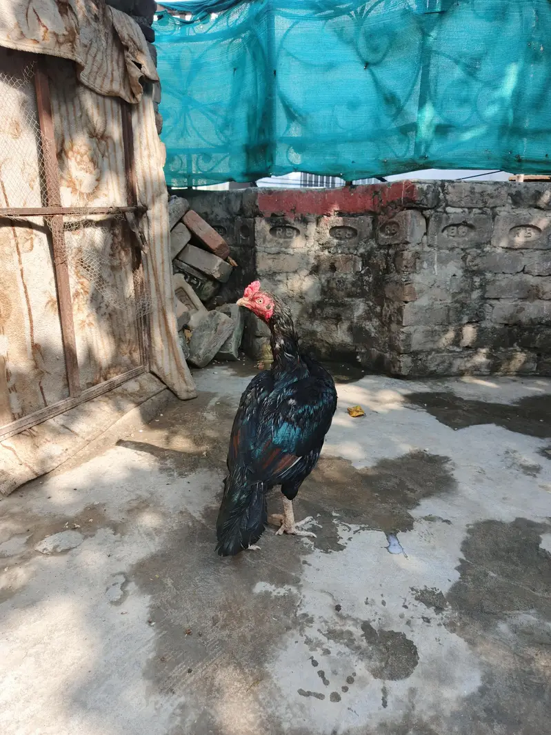 mianwali aseel for sale — photo 4