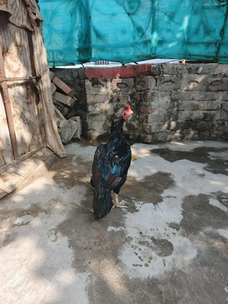 mianwali aseel for sale — photo 5