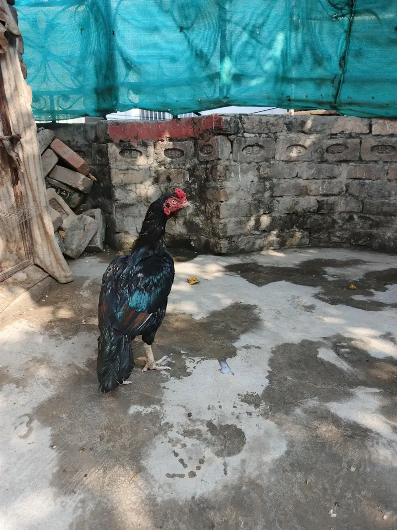 mianwali aseel for sale — photo 6