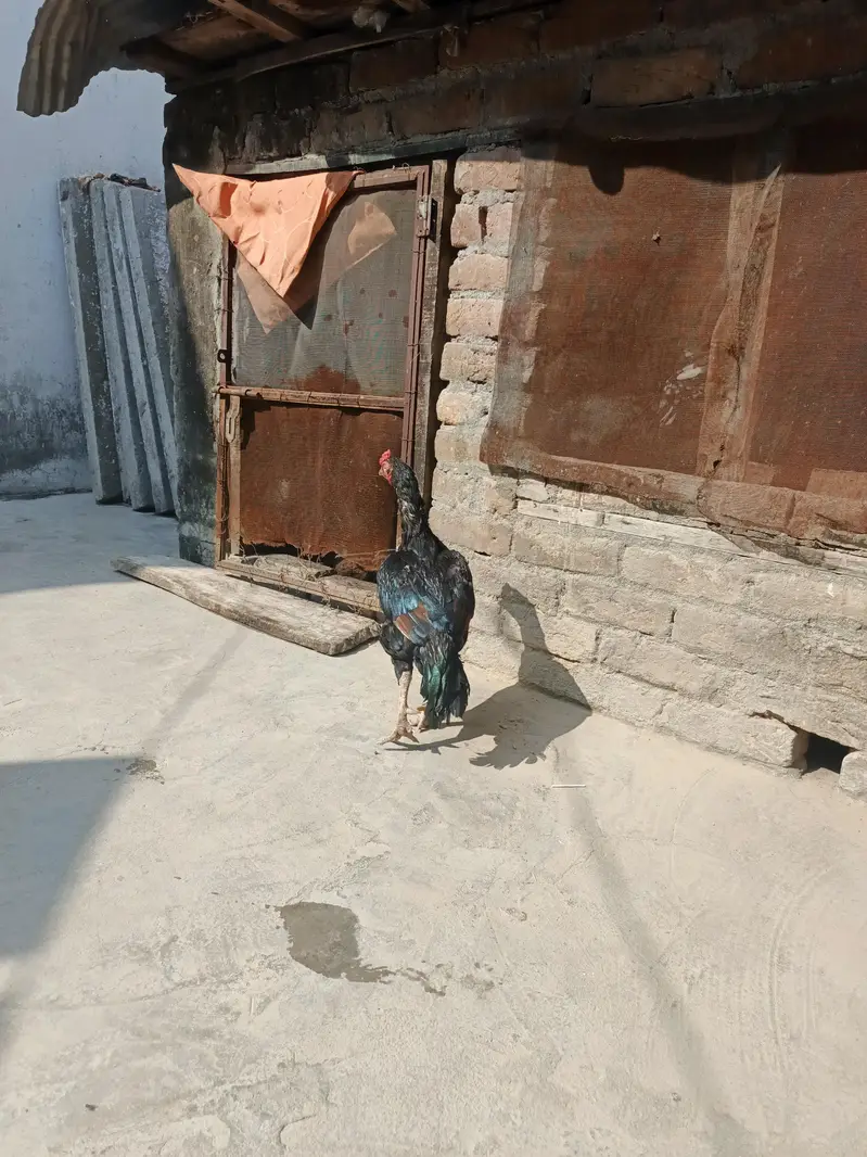 mianwali aseel for sale — photo 7