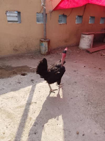 golden misri murgi
