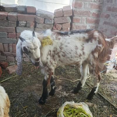 male bakra for sale