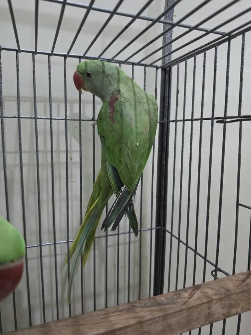 raw parrot 1