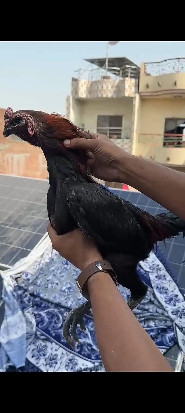 dragon aseel pura black — photo 2