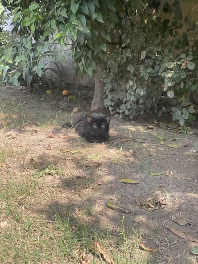 Persian Cat
