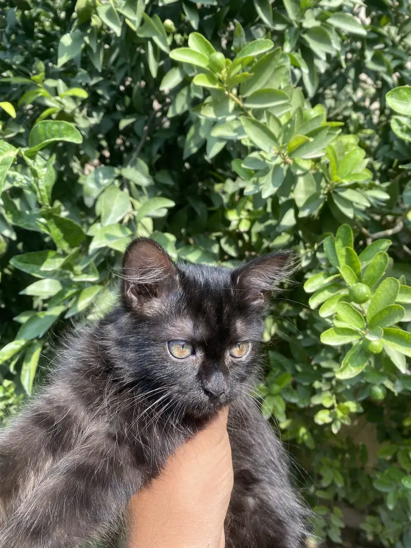 Persian Cat — photo 2