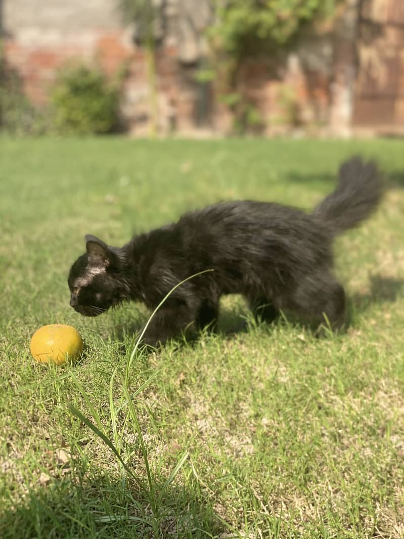 Persian Cat 2