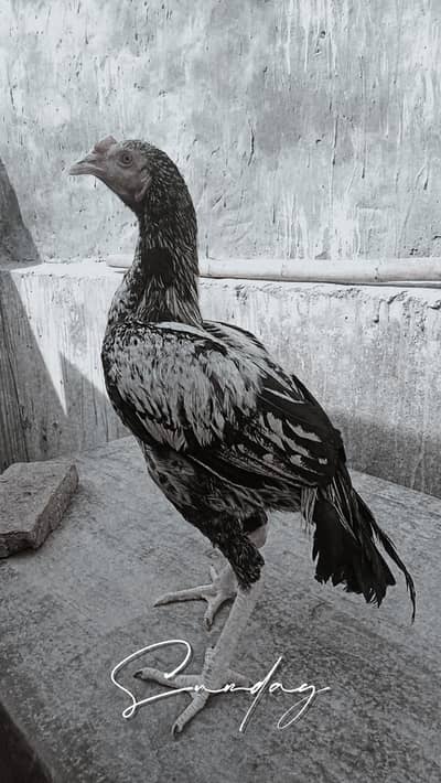 Pure cheena Mianwali Pattha for sale 7 Month -Lahore 03104450483