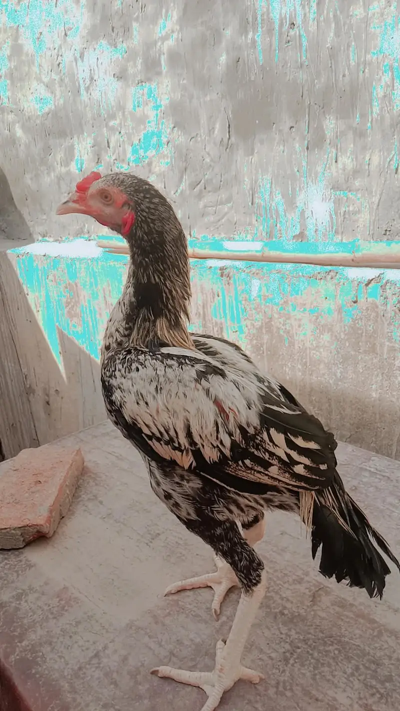 Pure cheena Mianwali Pattha for sale 7 Month -Lahore 03104450483 — photo 2