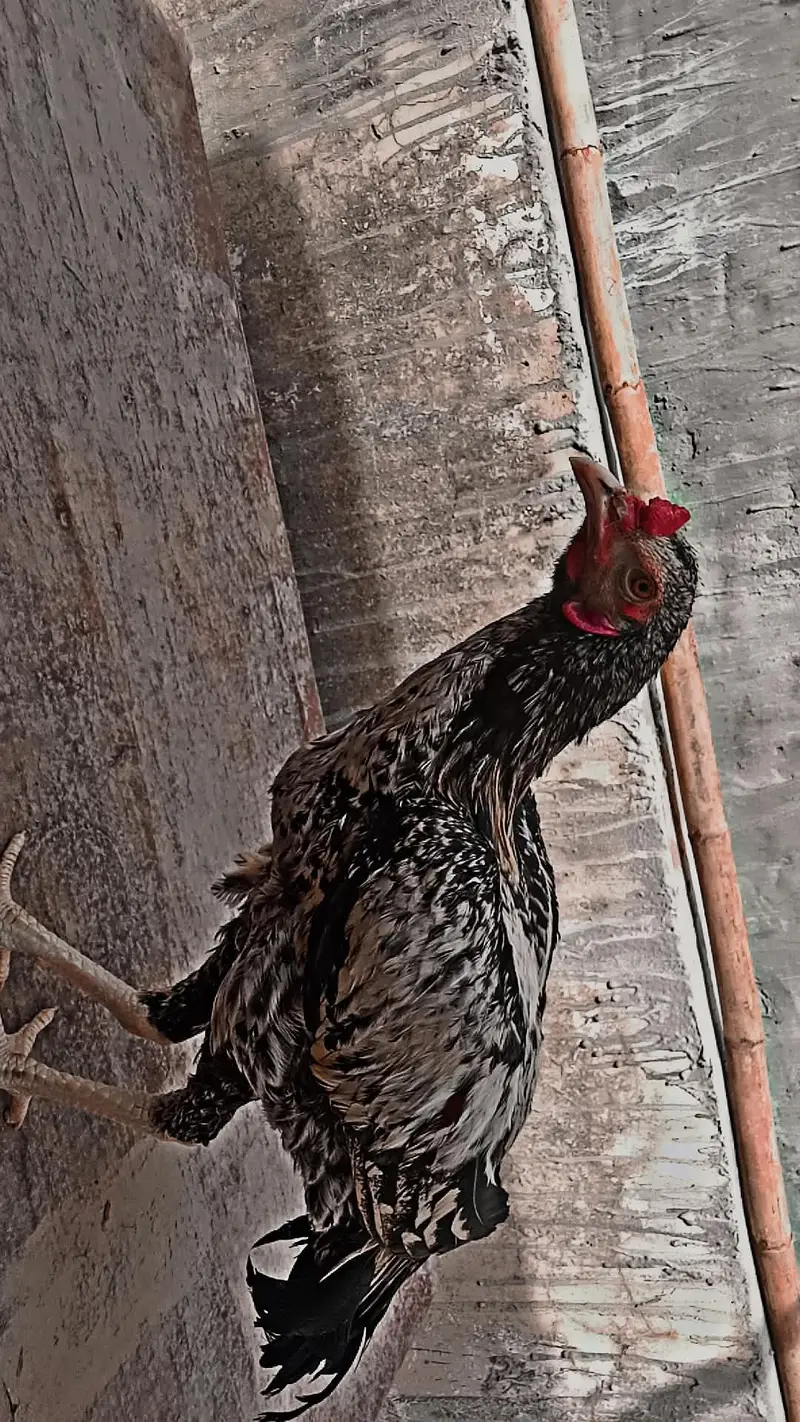 Pure cheena Mianwali Pattha for sale 7 Month -Lahore 03104450483 — photo 6