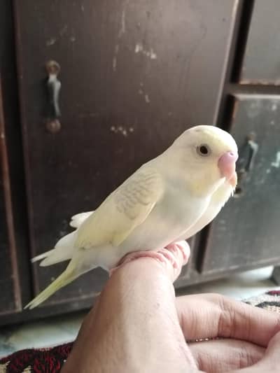 Hand tame budgie pair