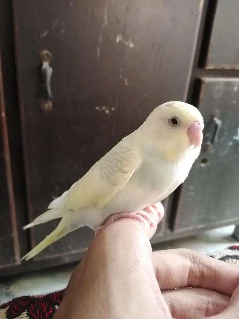 Hand tame budgie pair — photo 2