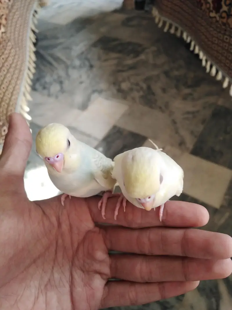 Hand tame budgie pair — photo 3