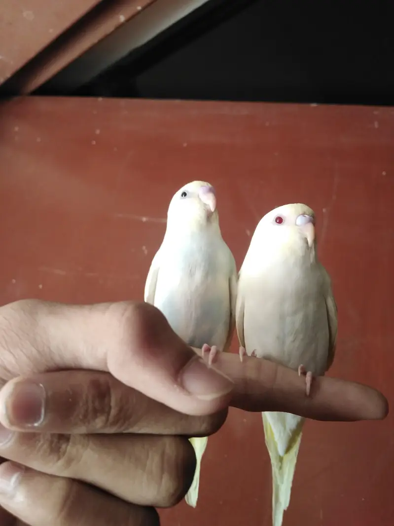 Hand tame budgie pair — photo 4
