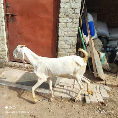 Urgent for sale Rajn pori or Teddy female pregnant 2.5 month